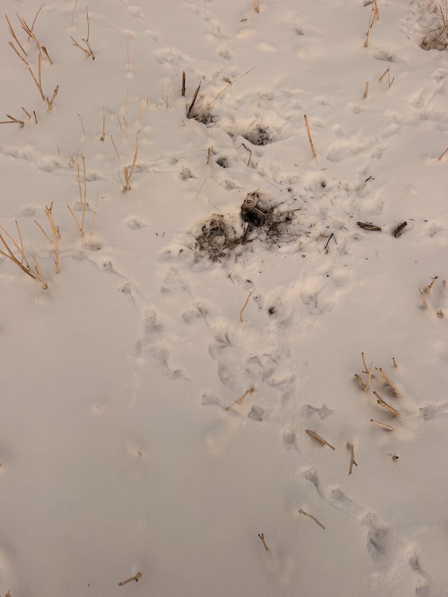 Gray Partridge - ML646552213