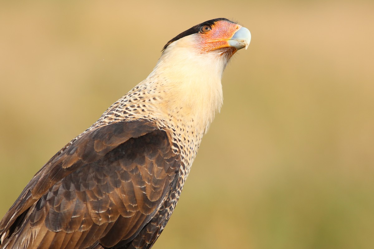 Crested Caracara - ML646552218
