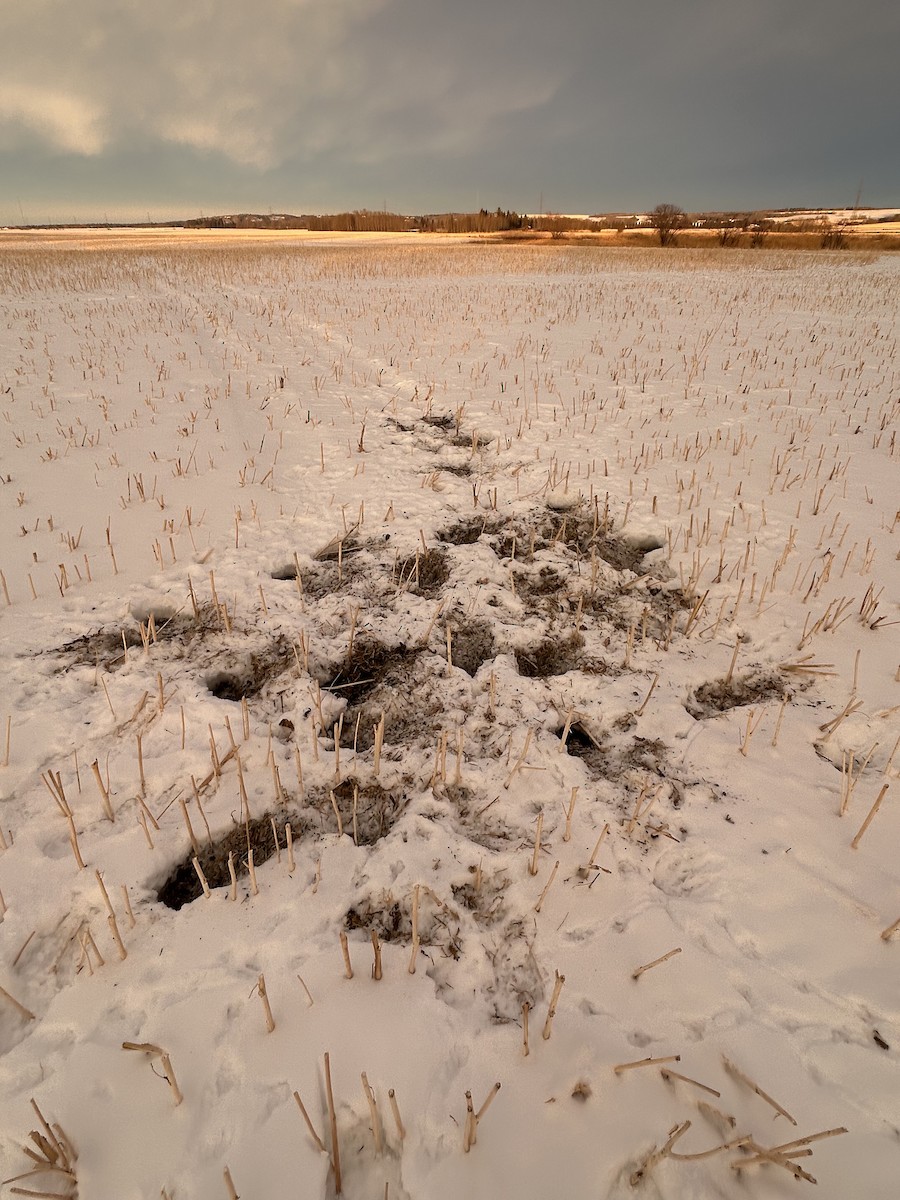 Gray Partridge - ML646552219