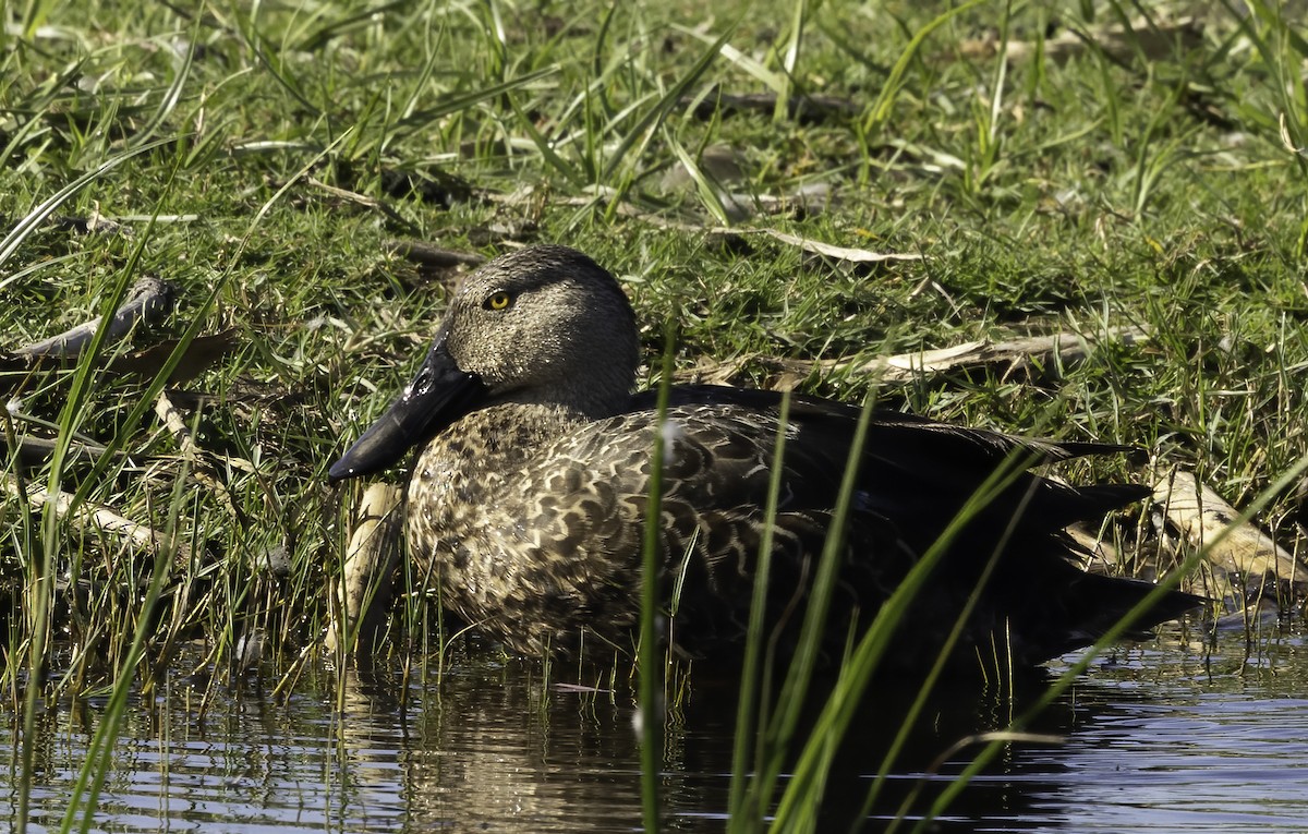מרית הכף - ML646552224