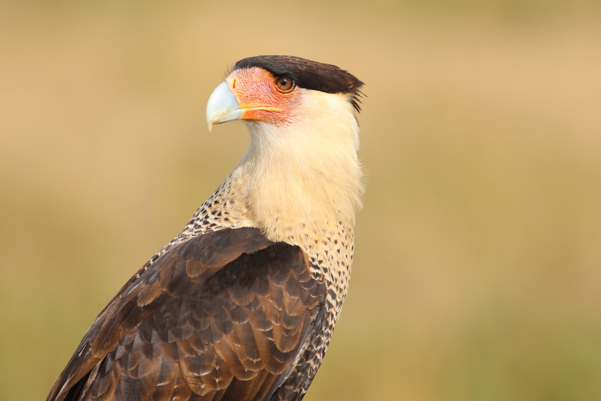 Crested Caracara - ML646552225