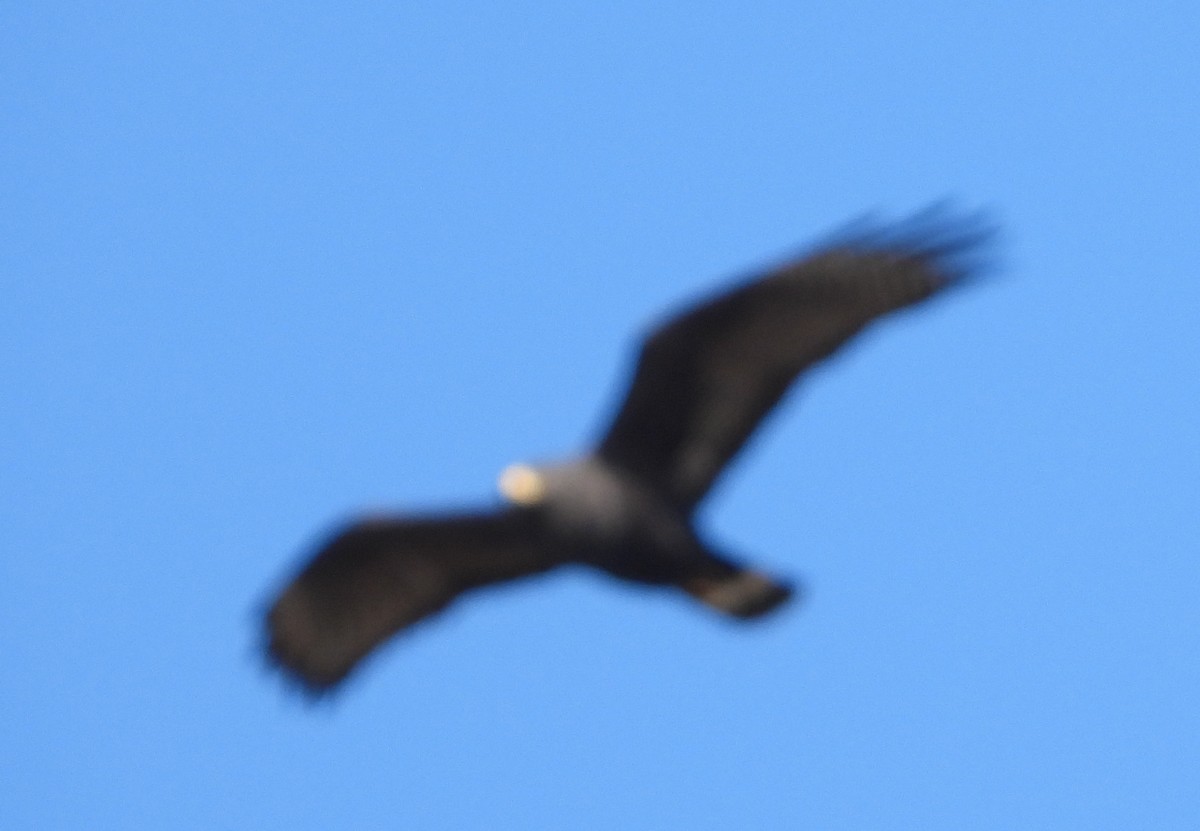 Zone-tailed Hawk - ML646552227