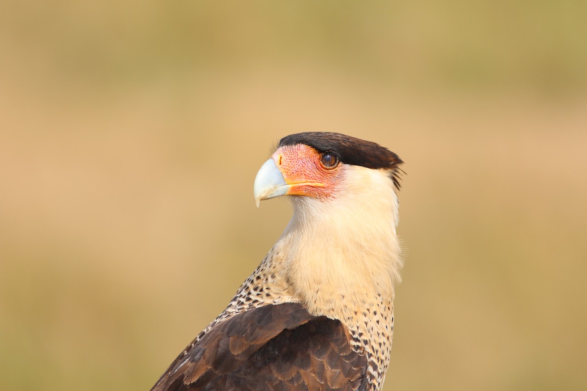 Crested Caracara - ML646552228