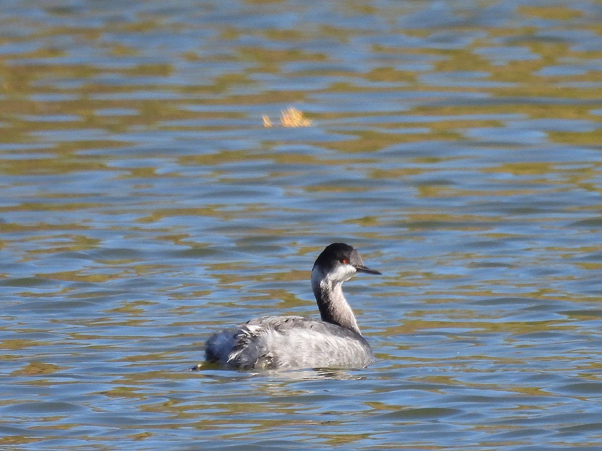 Eared Grebe - ML646552229
