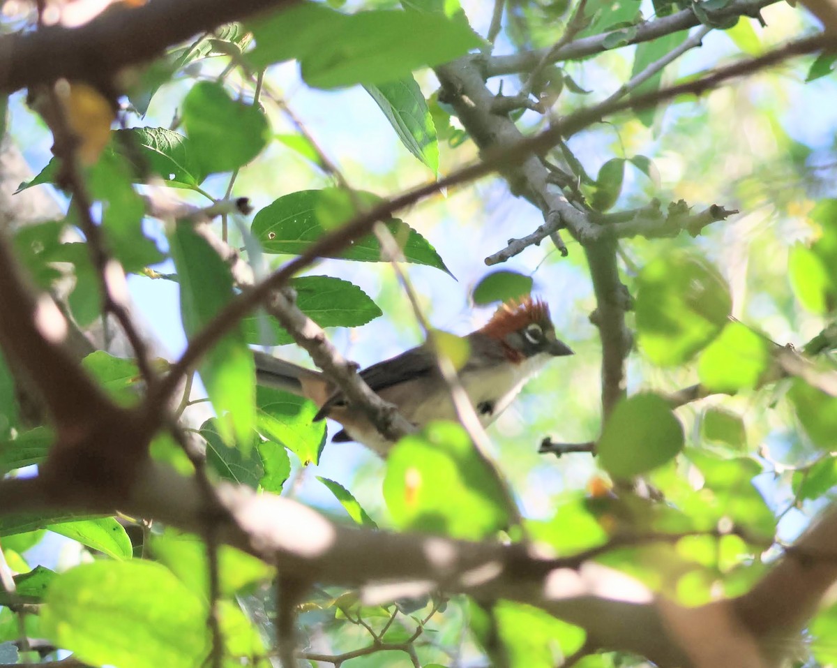 Rusty-crowned Ground-Sparrow - ML646552230