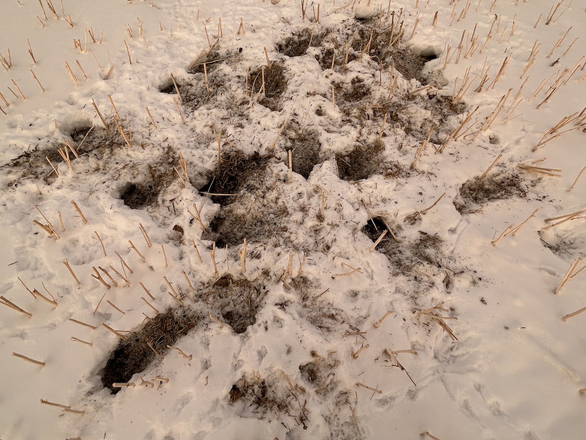 Gray Partridge - ML646552232