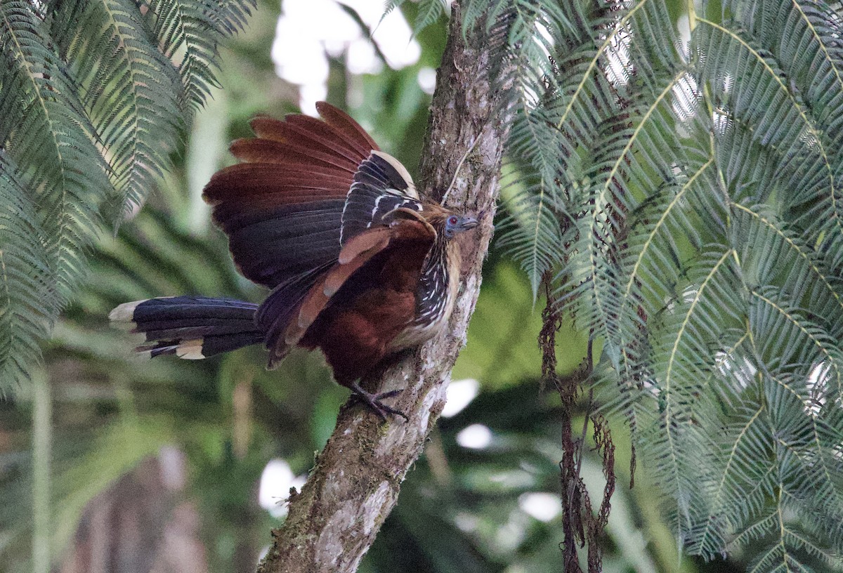 Hoazín - ML646552235