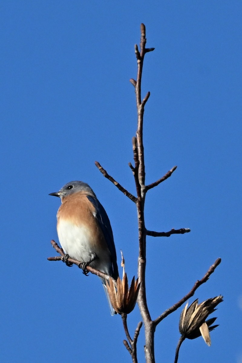 Eastern Bluebird - ML646552236