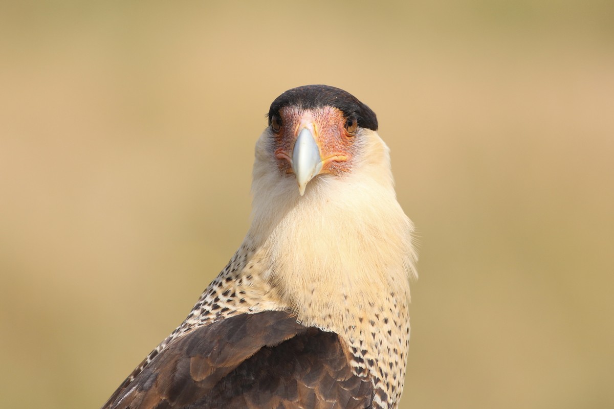 Crested Caracara - ML646552237