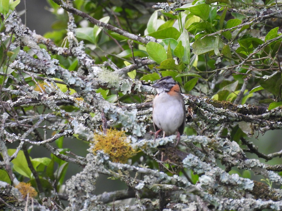 Rufous-collared Sparrow - ML646552238