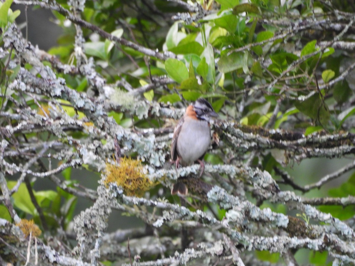 Rufous-collared Sparrow - ML646552239