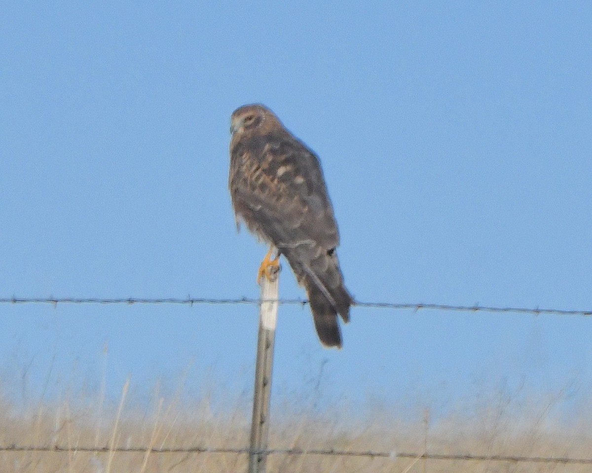 Northern Harrier - ML646552240