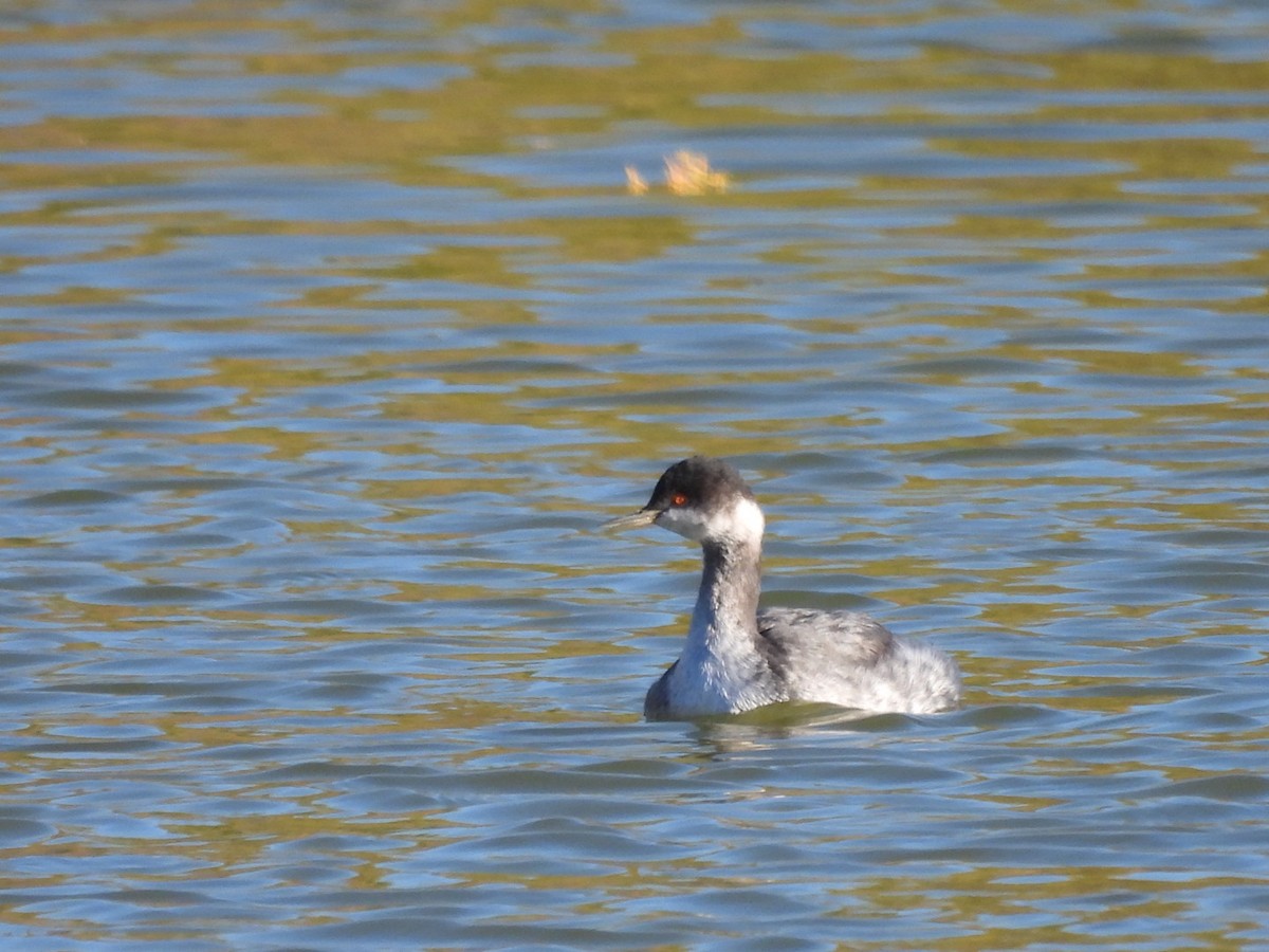 Eared Grebe - ML646552242