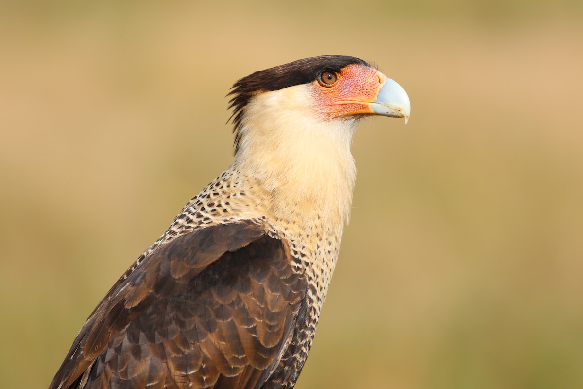 Crested Caracara - ML646552246