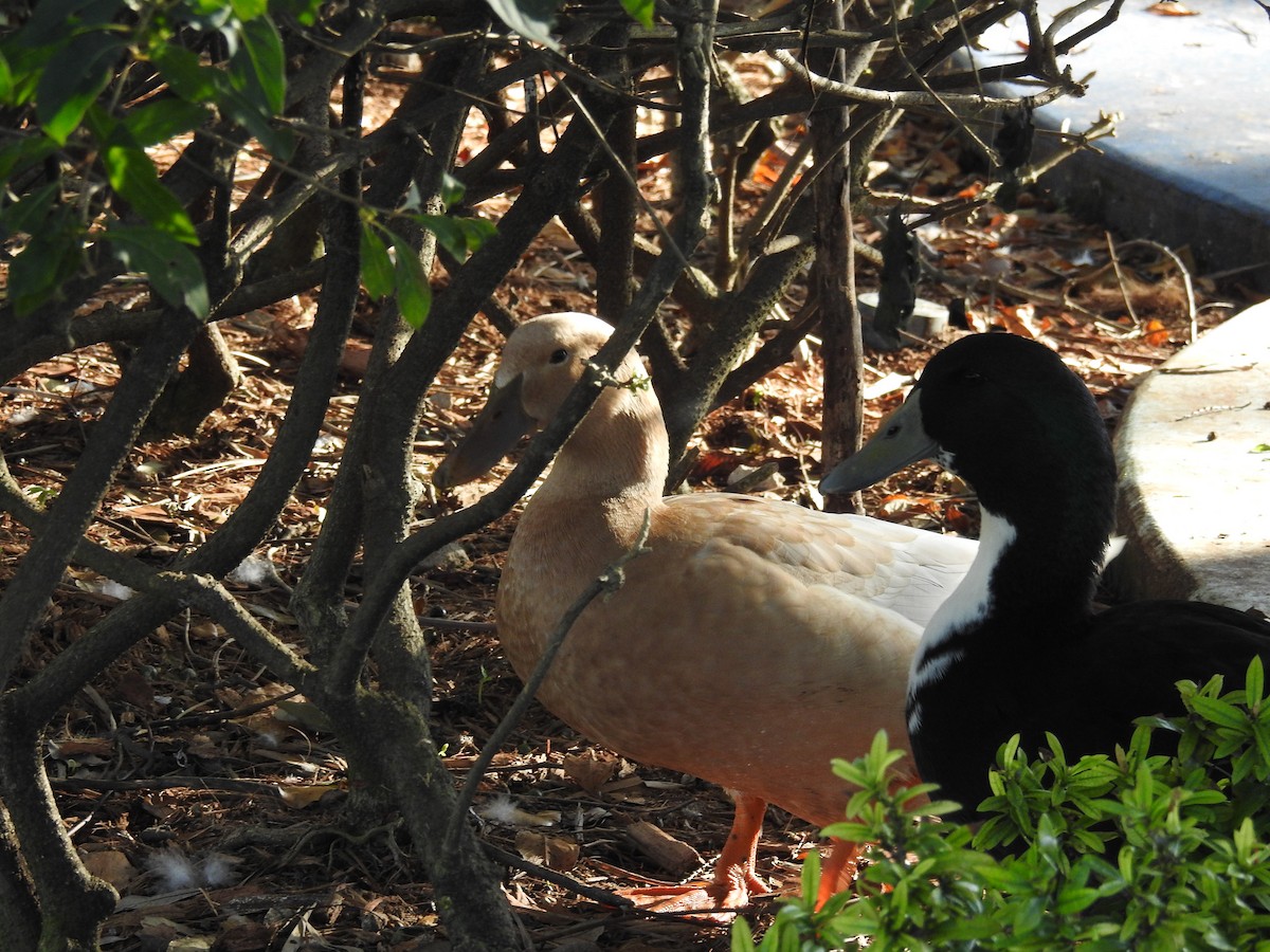 Muscovy Duck x Mallard (hybrid) - ML646552251