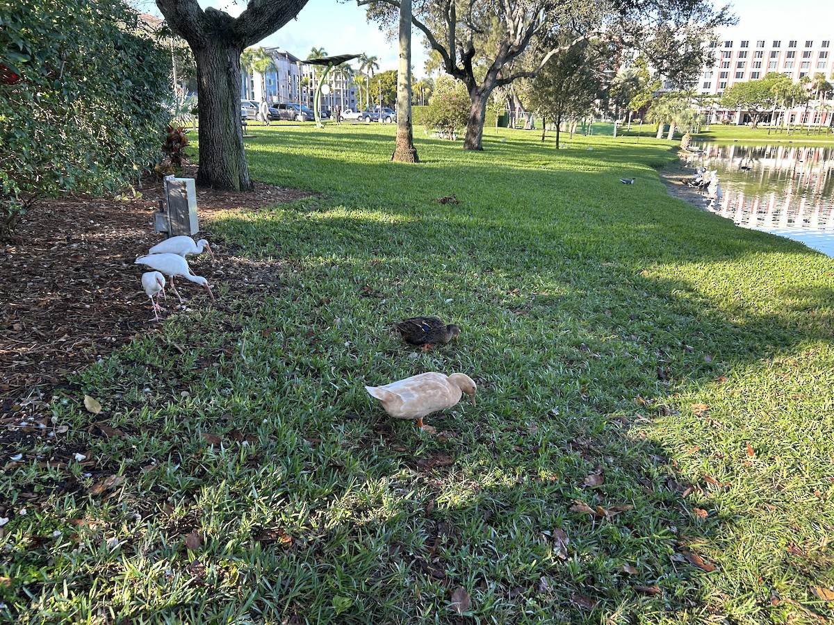 Muscovy Duck x Mallard (hybrid) - ML646552252