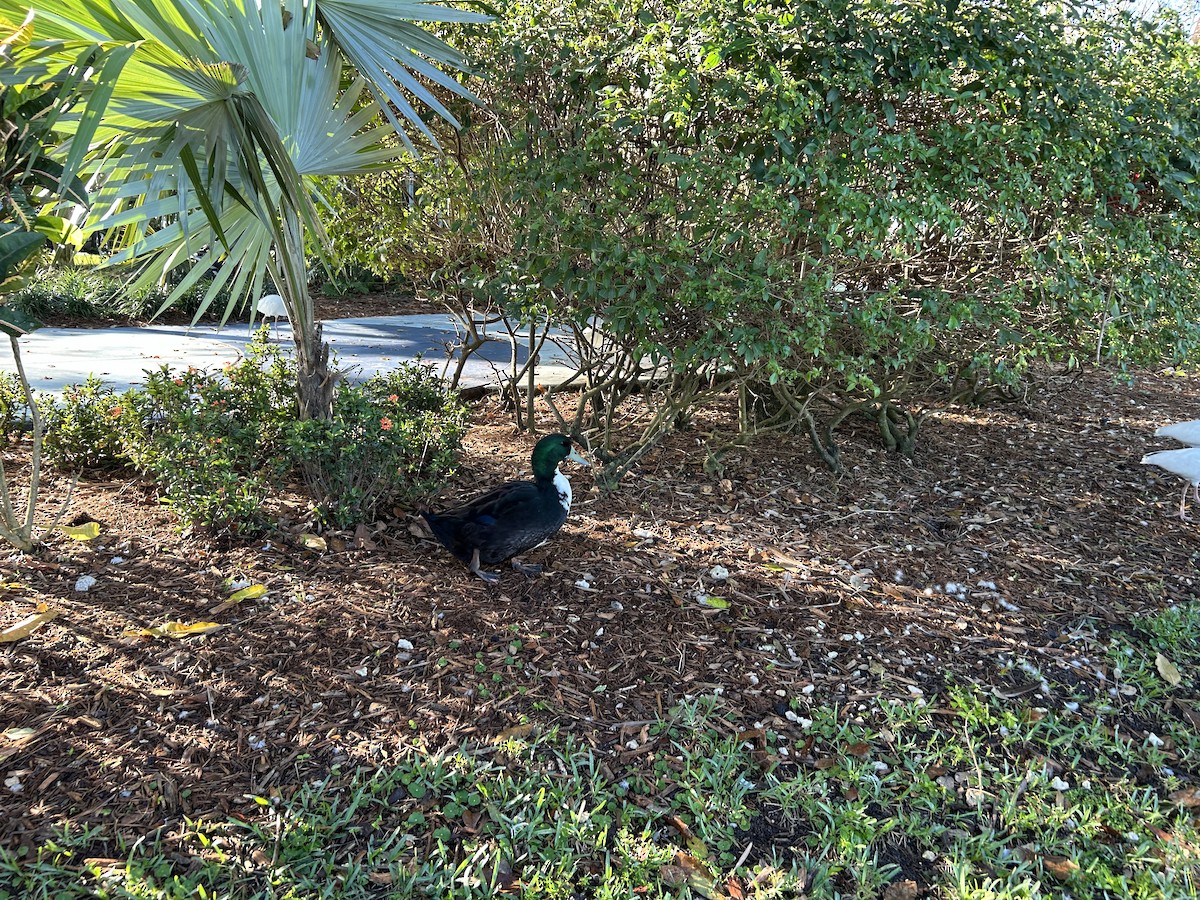 Muscovy Duck x Mallard (hybrid) - ML646552253