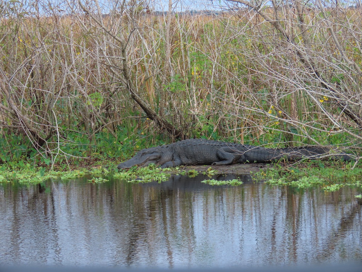 Amerika Aligatoru - ML646552255