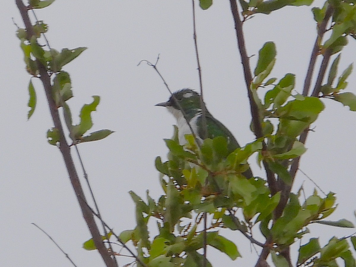 Yeşil Beyaz Guguk - ML646552257