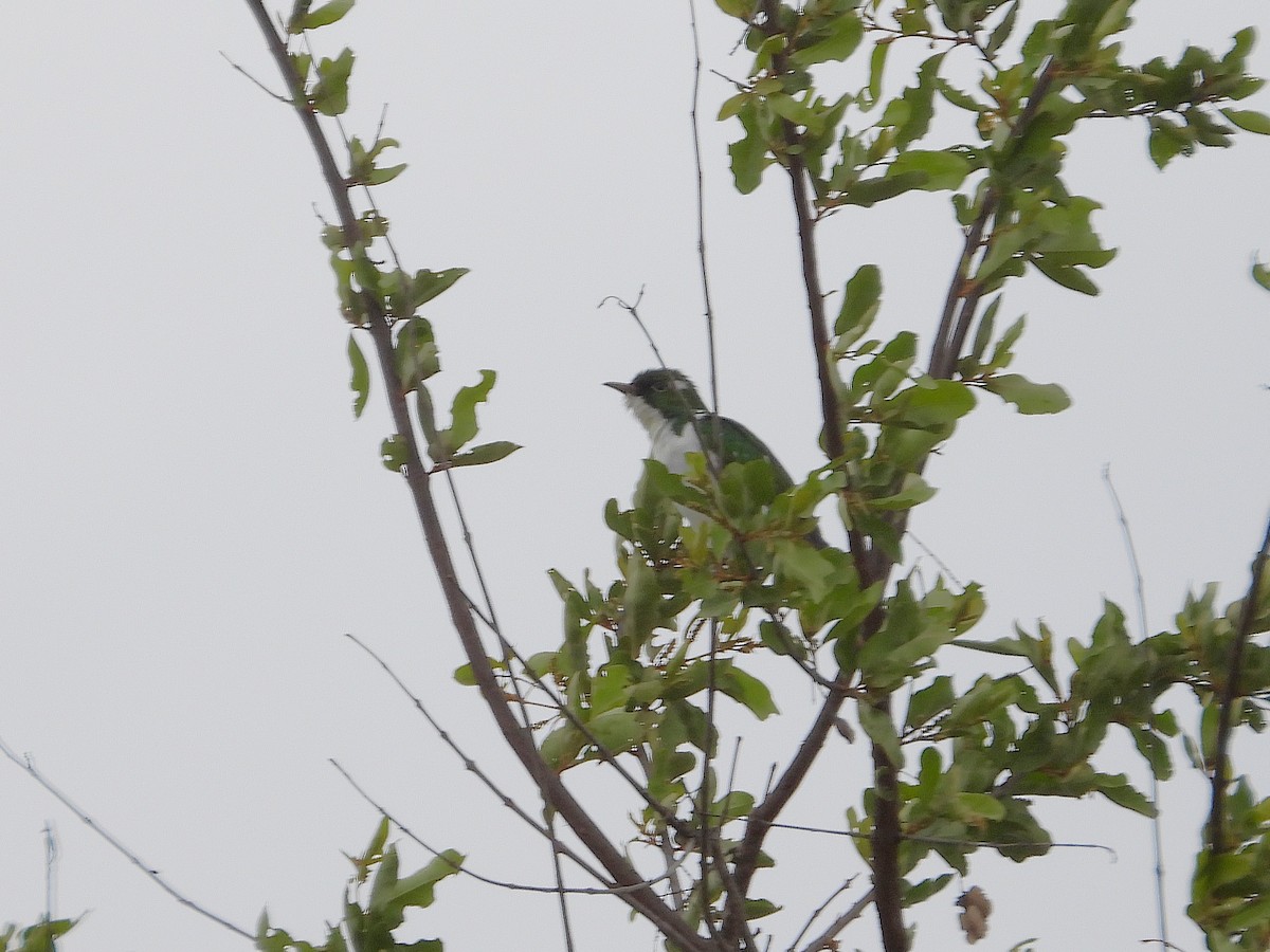 Yeşil Beyaz Guguk - ML646552258