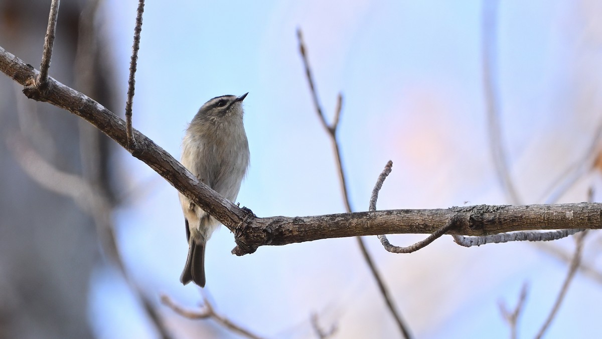 Golden-crowned Kinglet - ML646552261