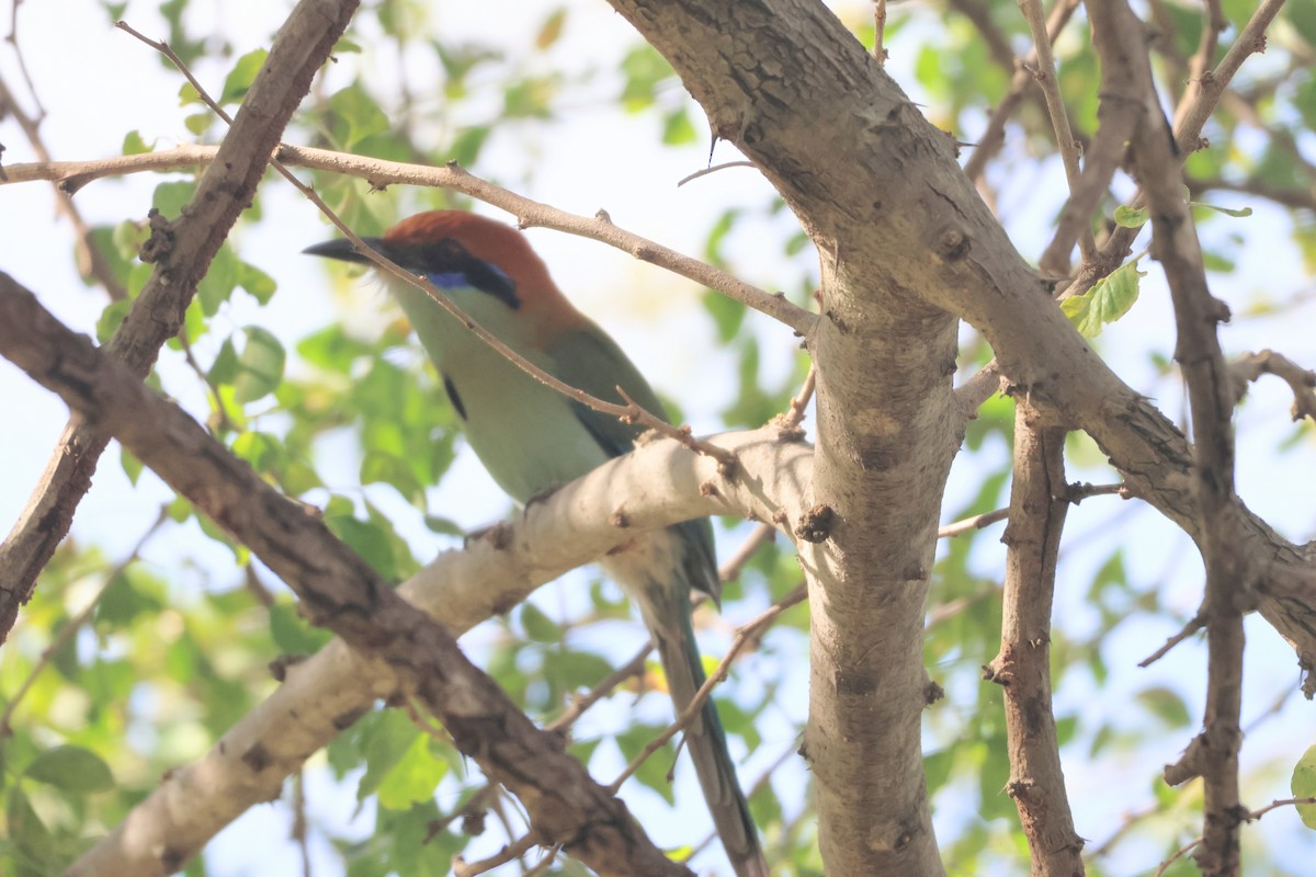 Russet-crowned Motmot - ML646552262