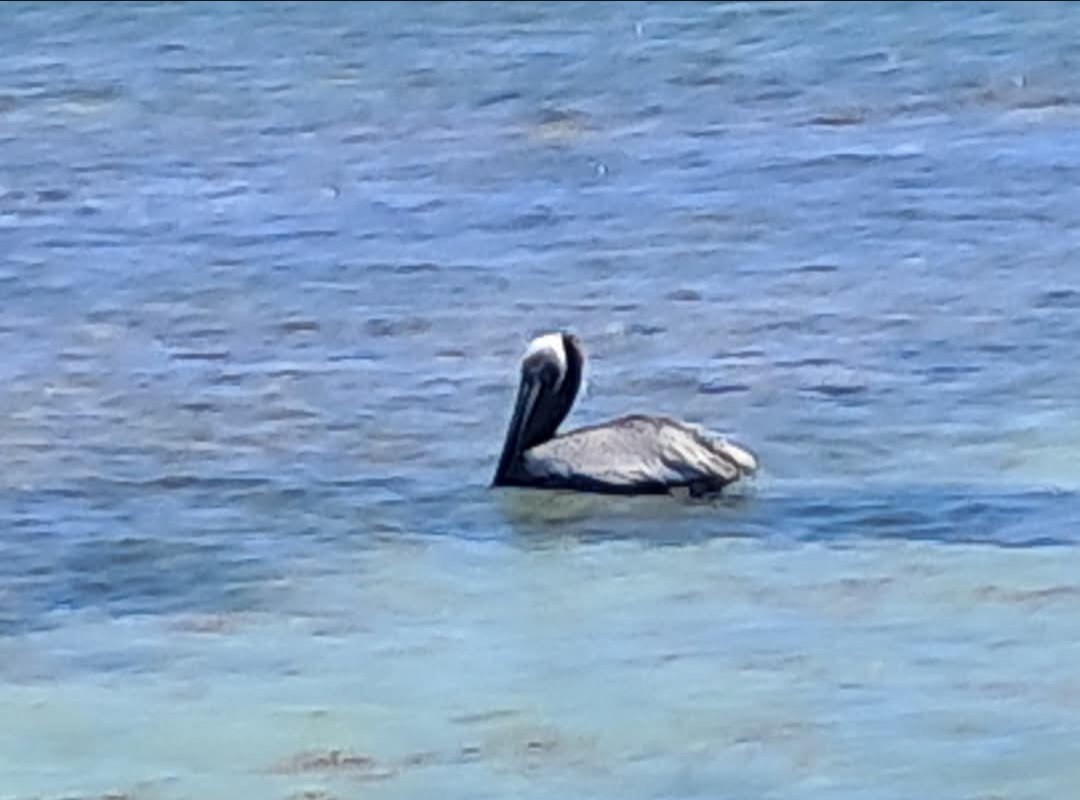 Brown Pelican - ML646552263