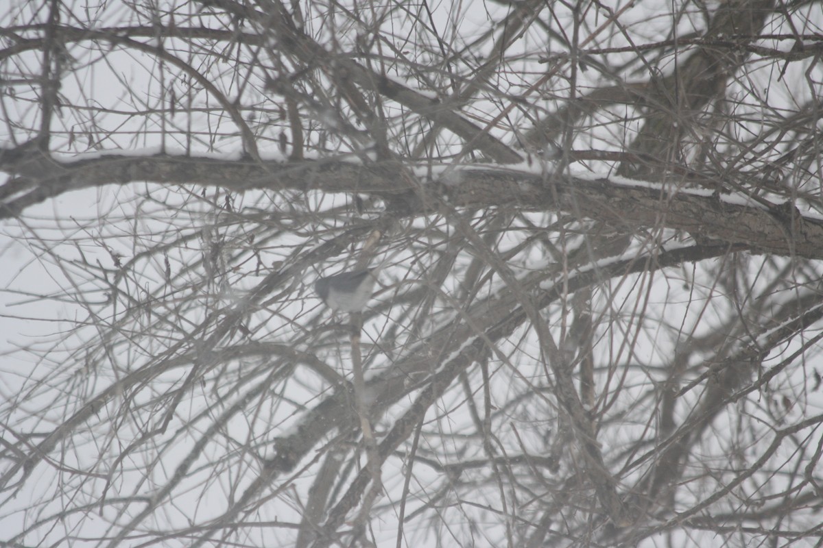 Dark-eyed Junco - ML646552265