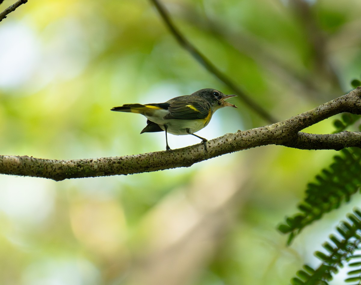 American Redstart - ML646552269