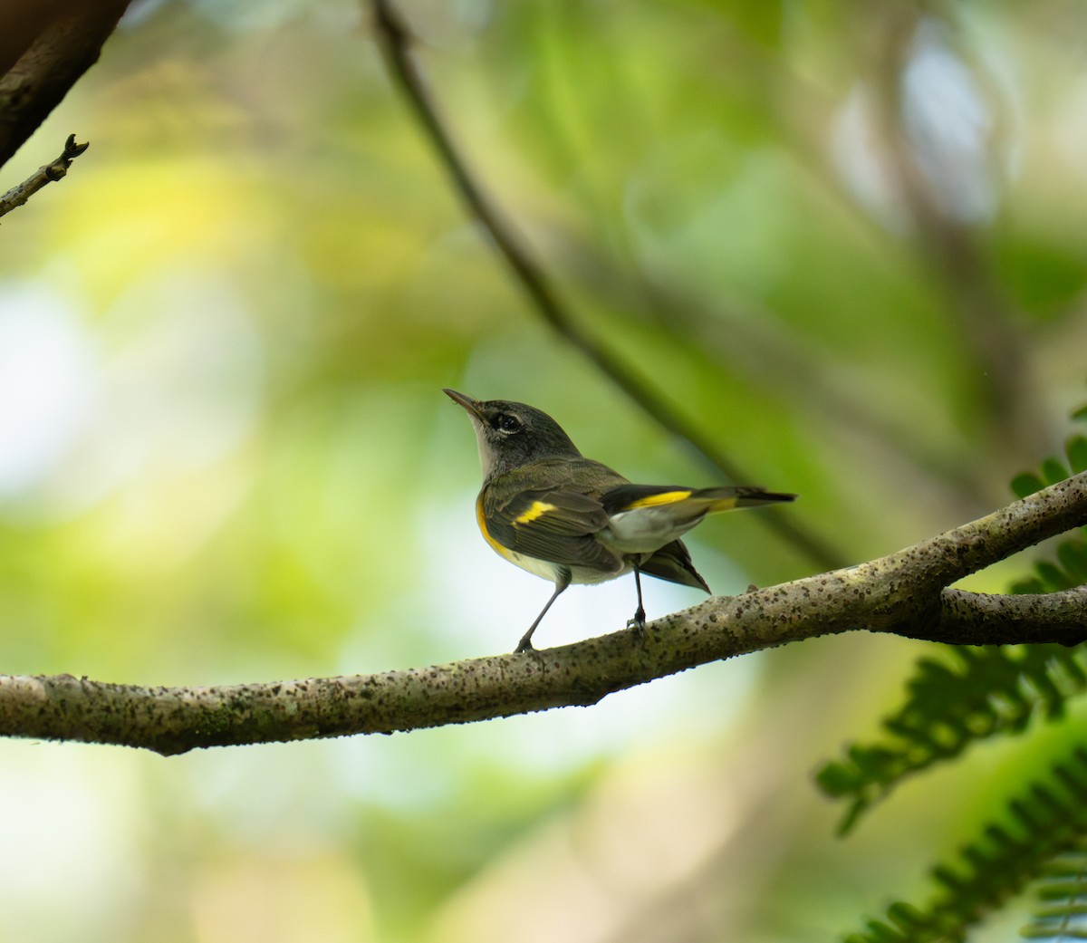 American Redstart - ML646552270
