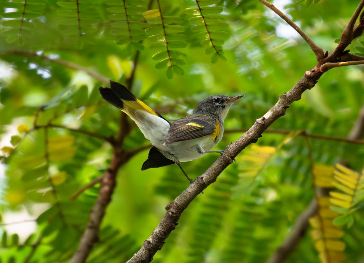 American Redstart - ML646552271