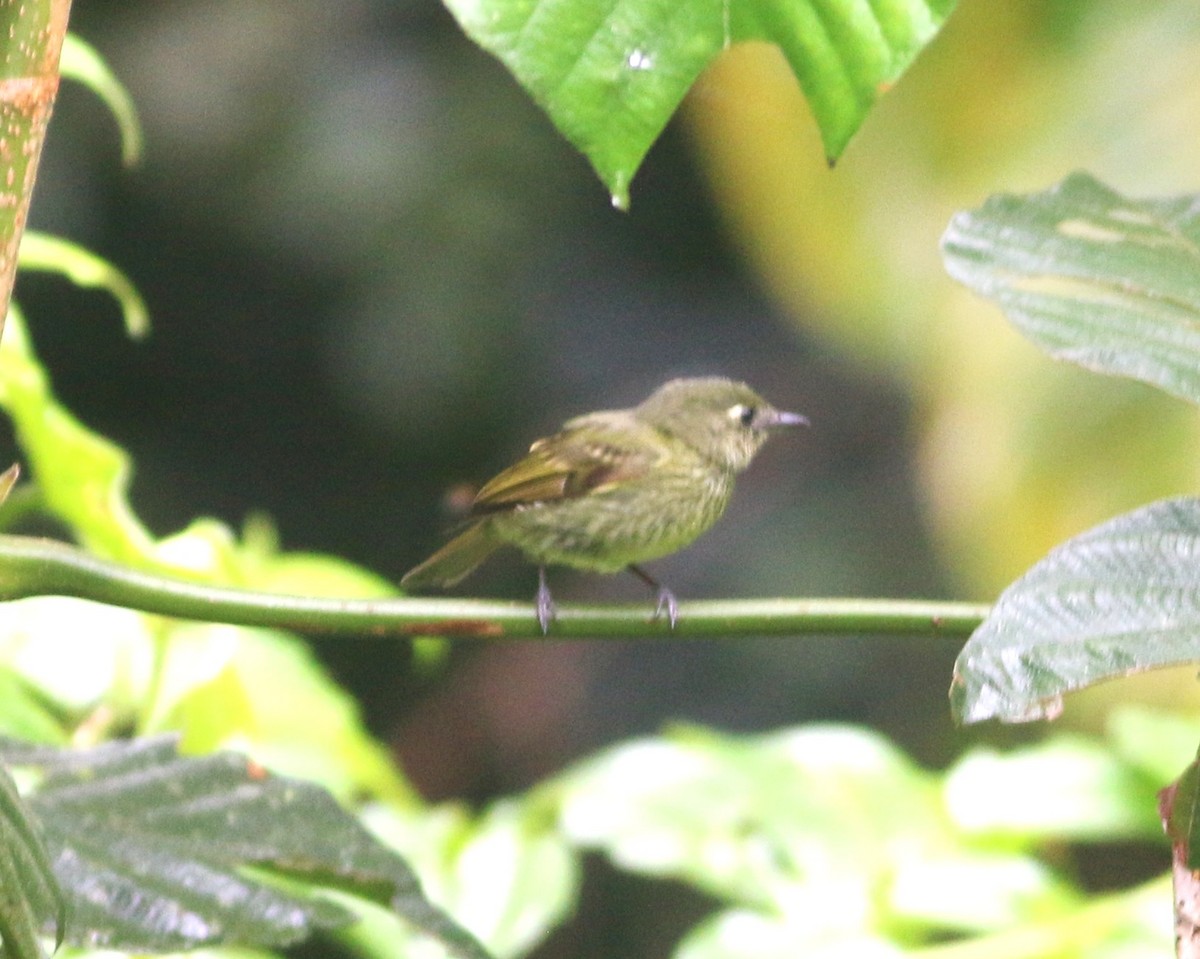 Olive-striped Flycatcher - ML646552273