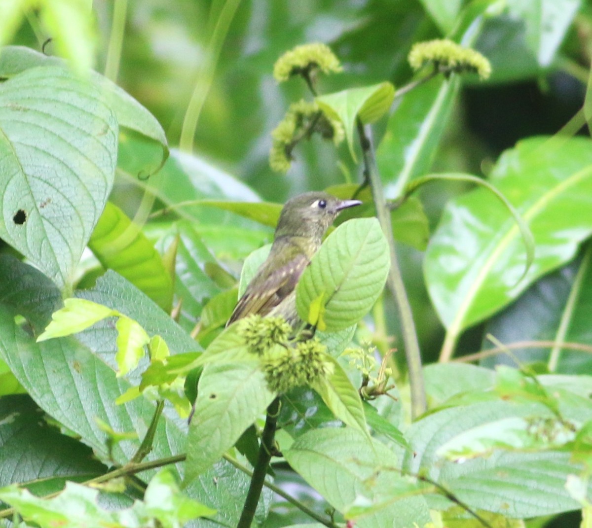 Olive-striped Flycatcher - ML646552274