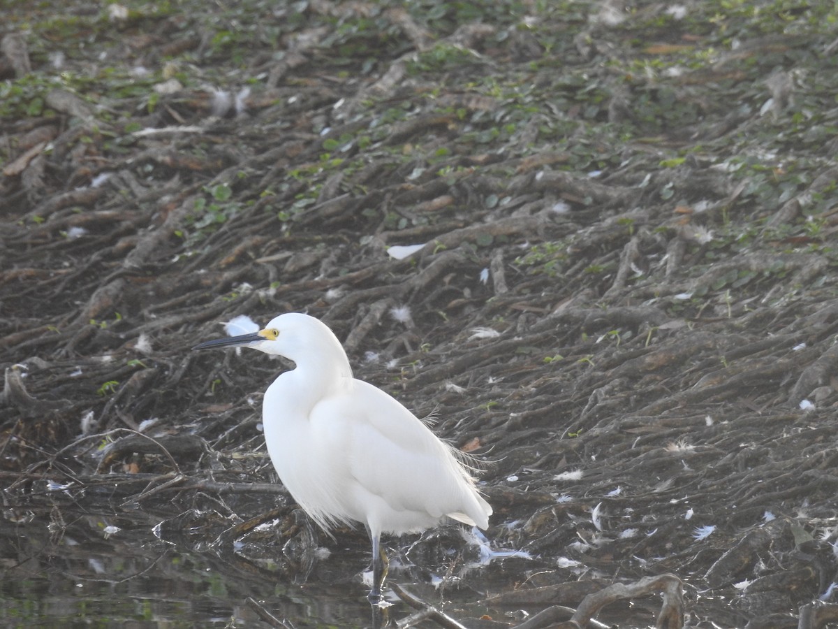 Snowy Egret - ML646552275