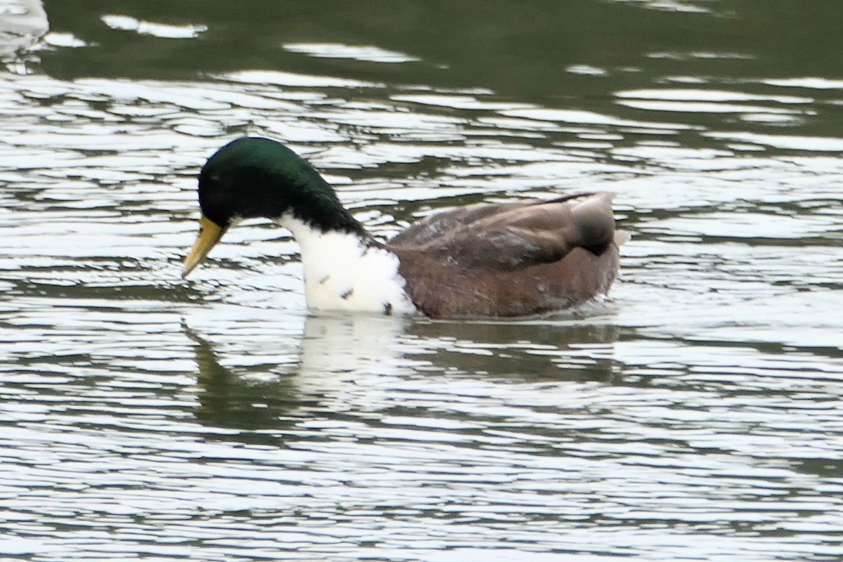 Mallard (Domestic type) - ML646552276