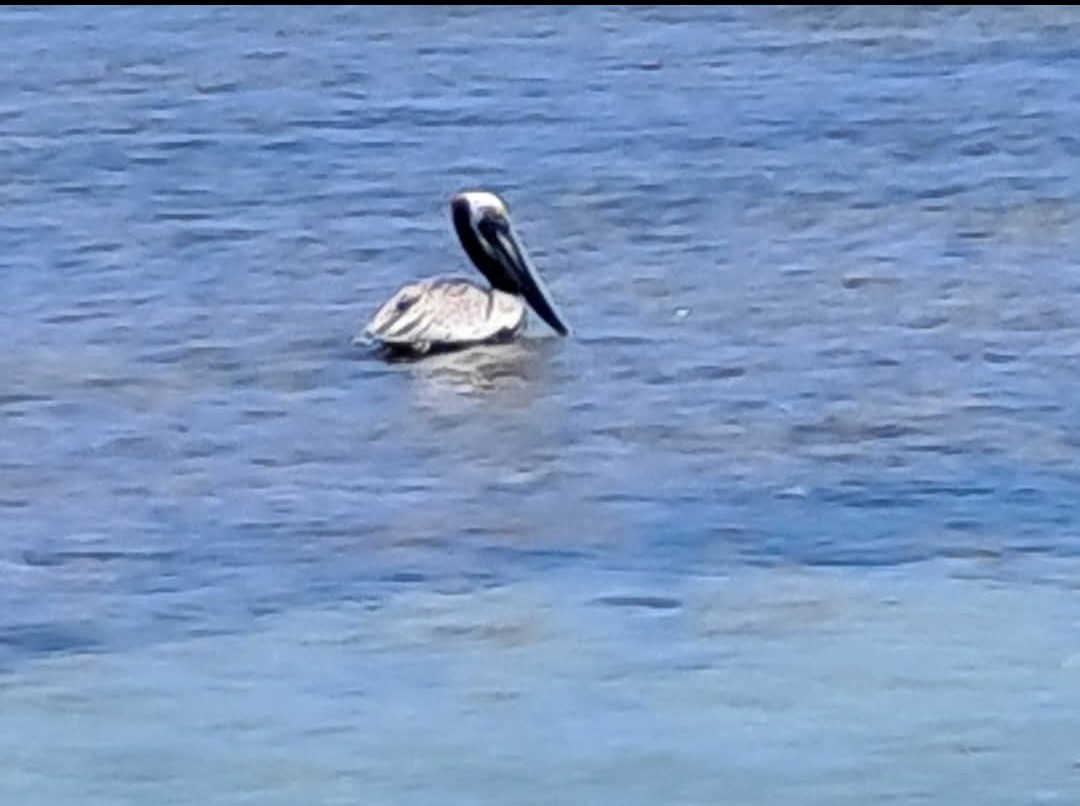 Brown Pelican - ML646552278