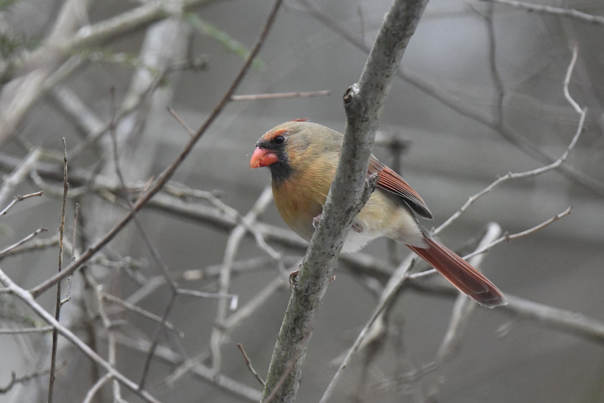 Northern Cardinal - ML646552280