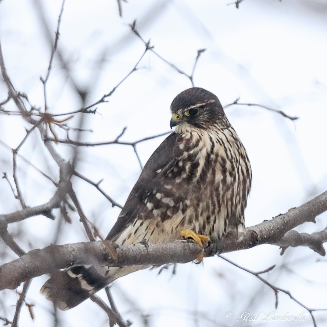 Merlin - ML646552282