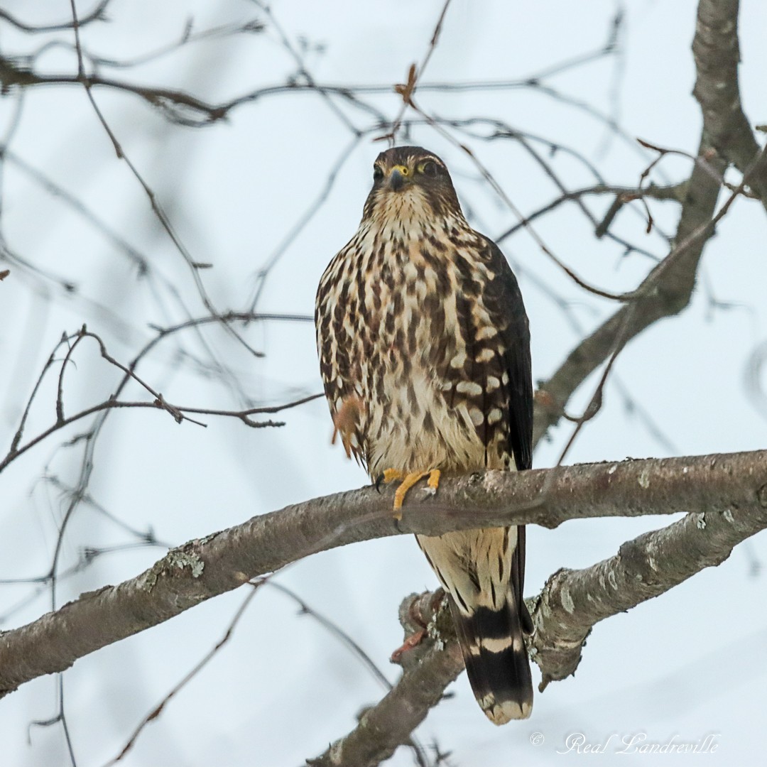 Merlin - ML646552283