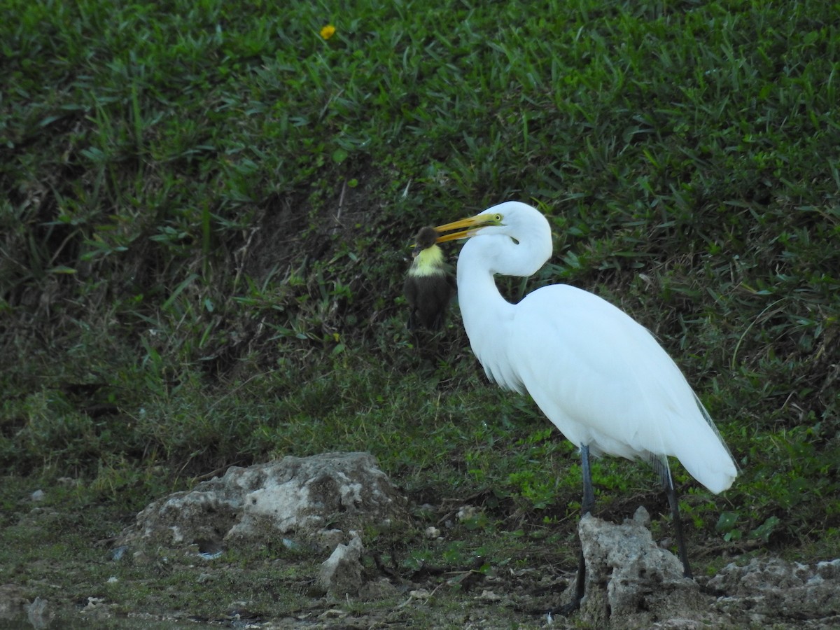 Great Egret - ML646552284