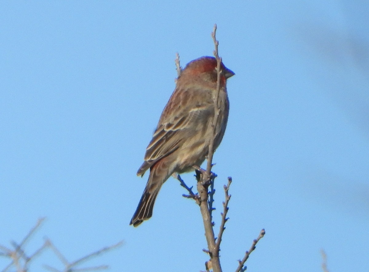 House Finch - ML646552286