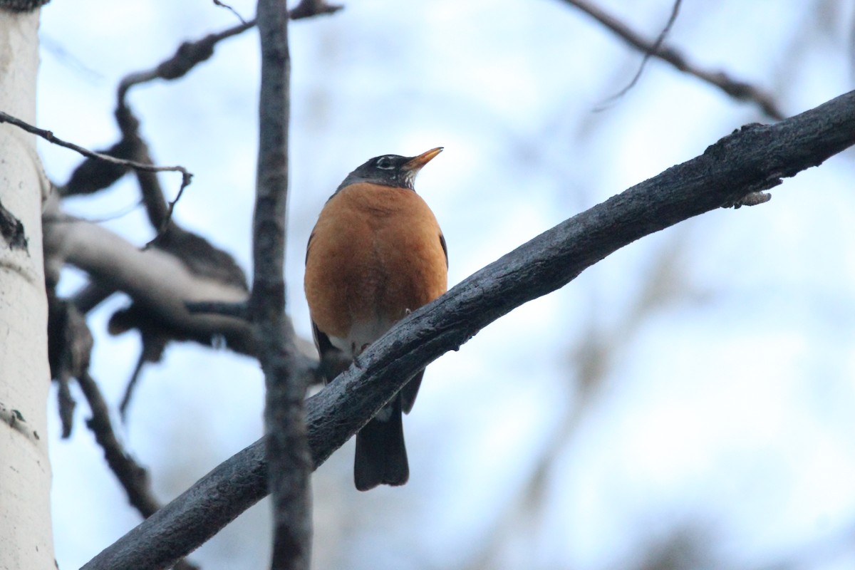 American Robin - ML646552288