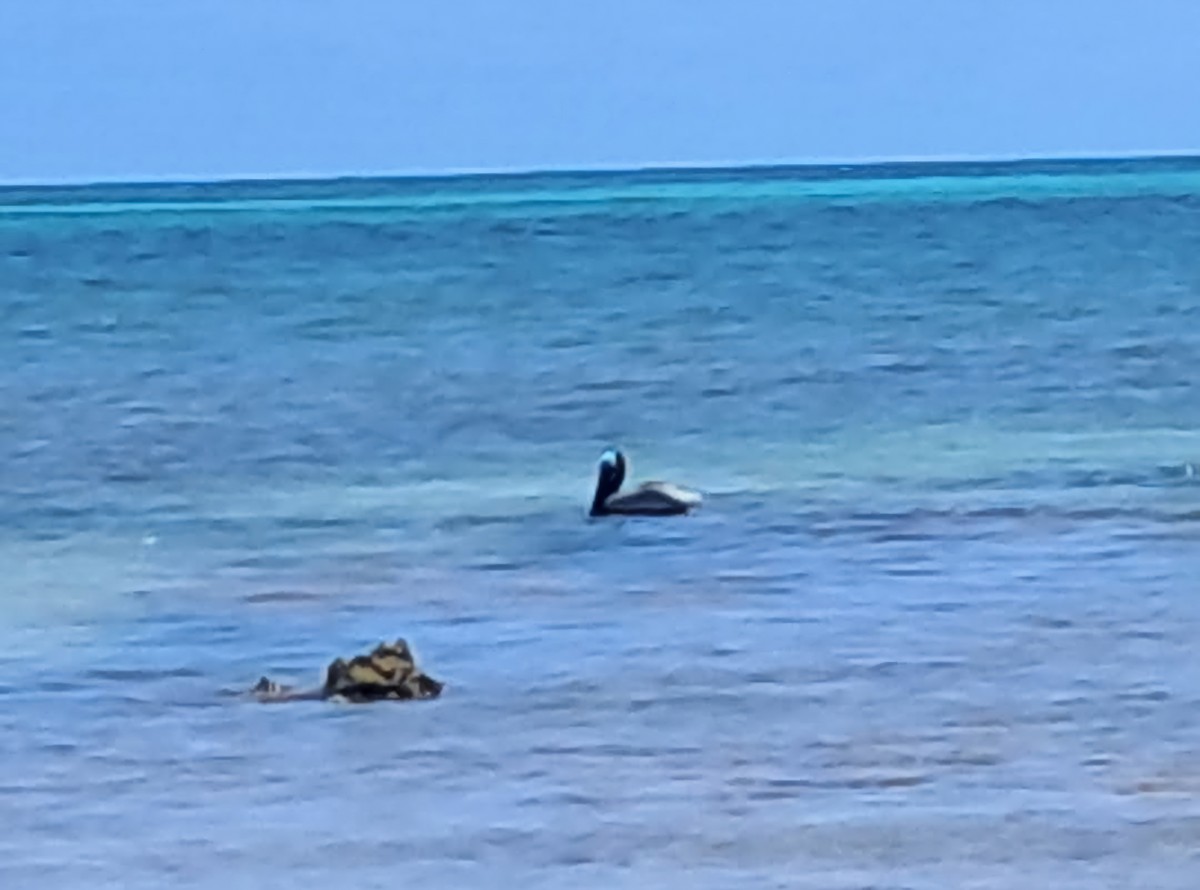 Pelikano arrea - ML646552290