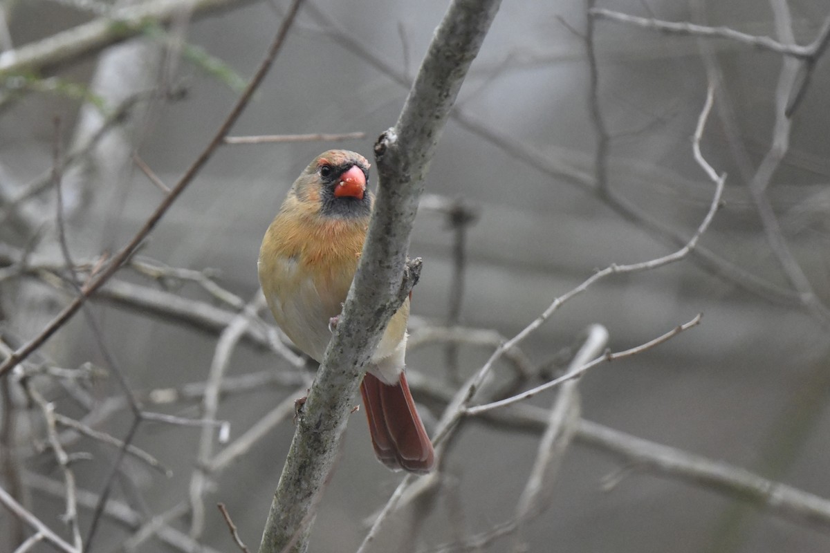 Northern Cardinal - ML646552291