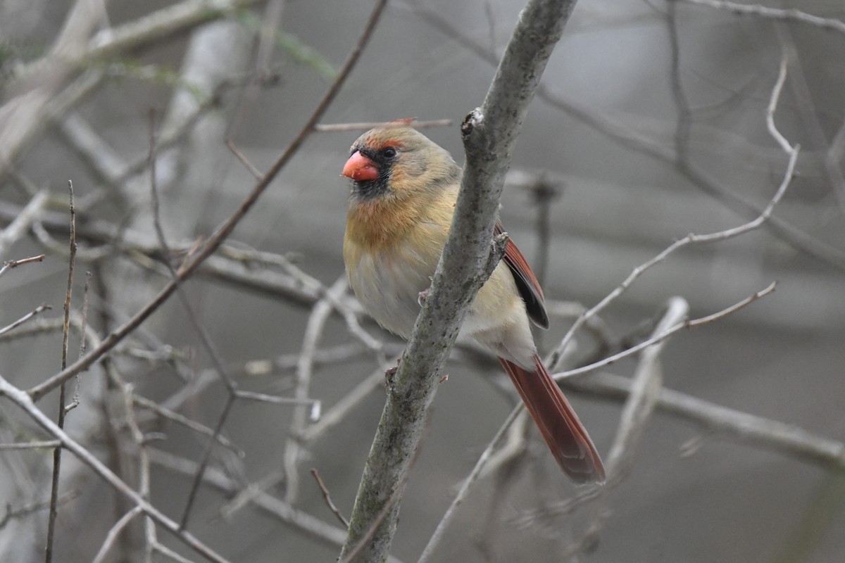 Kardinal arrunta - ML646552292