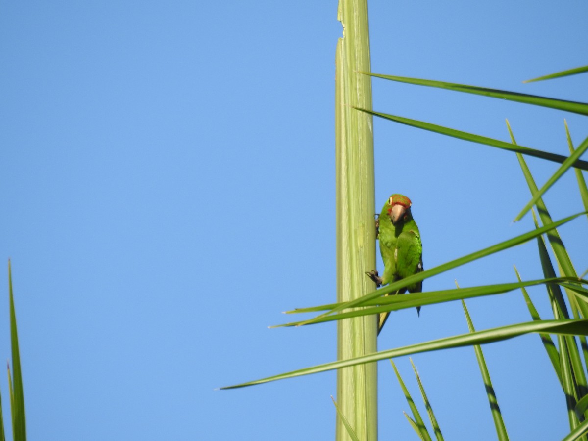 Aratinga kopetagorria - ML646552294