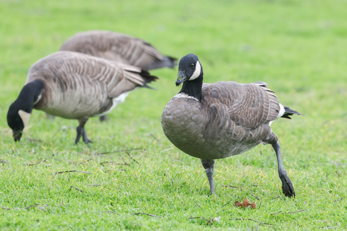 Branta kanadar txikia - ML646552296