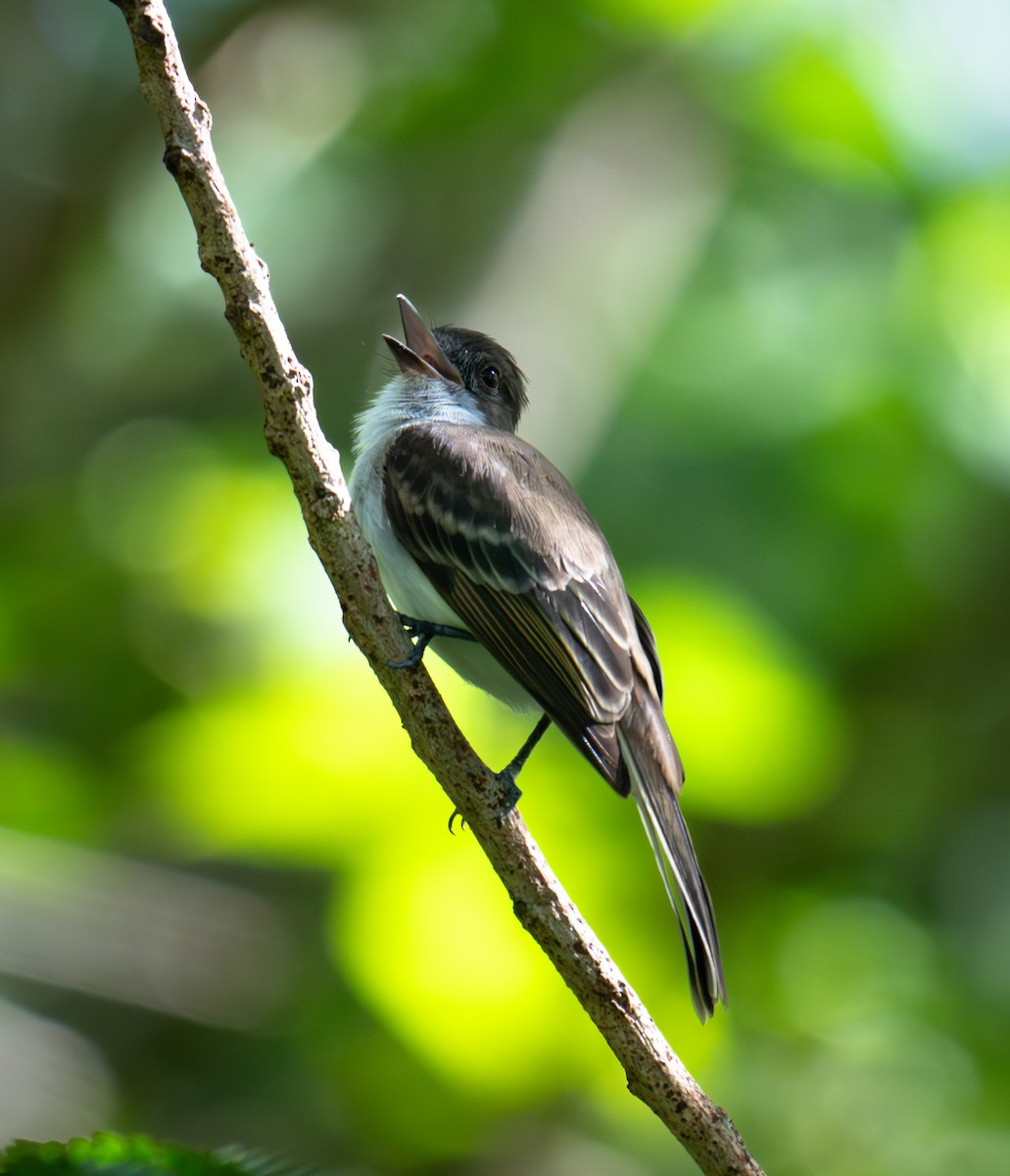 Puerto Rican Flycatcher - ML646552297