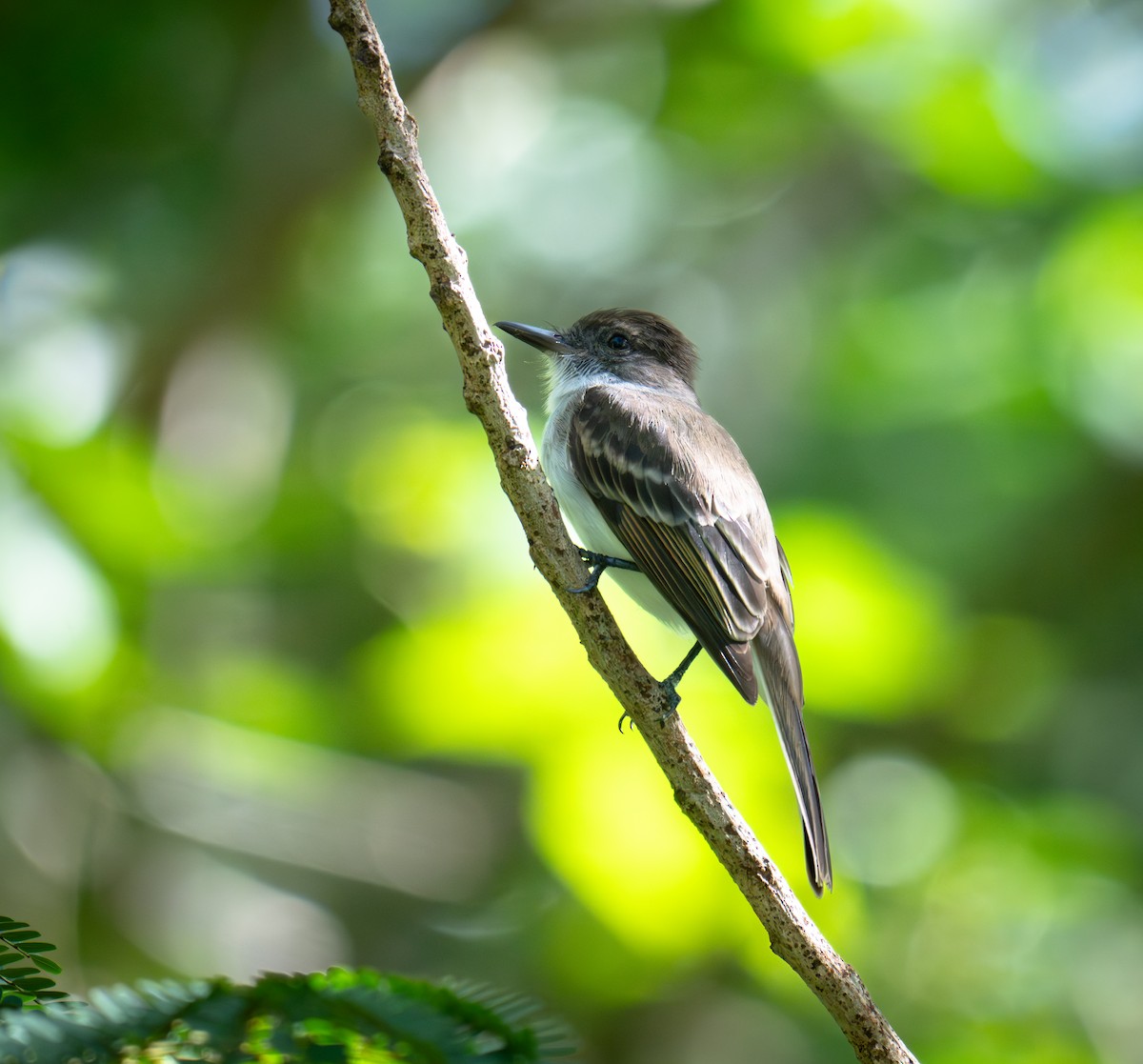 Puerto Rican Flycatcher - ML646552298