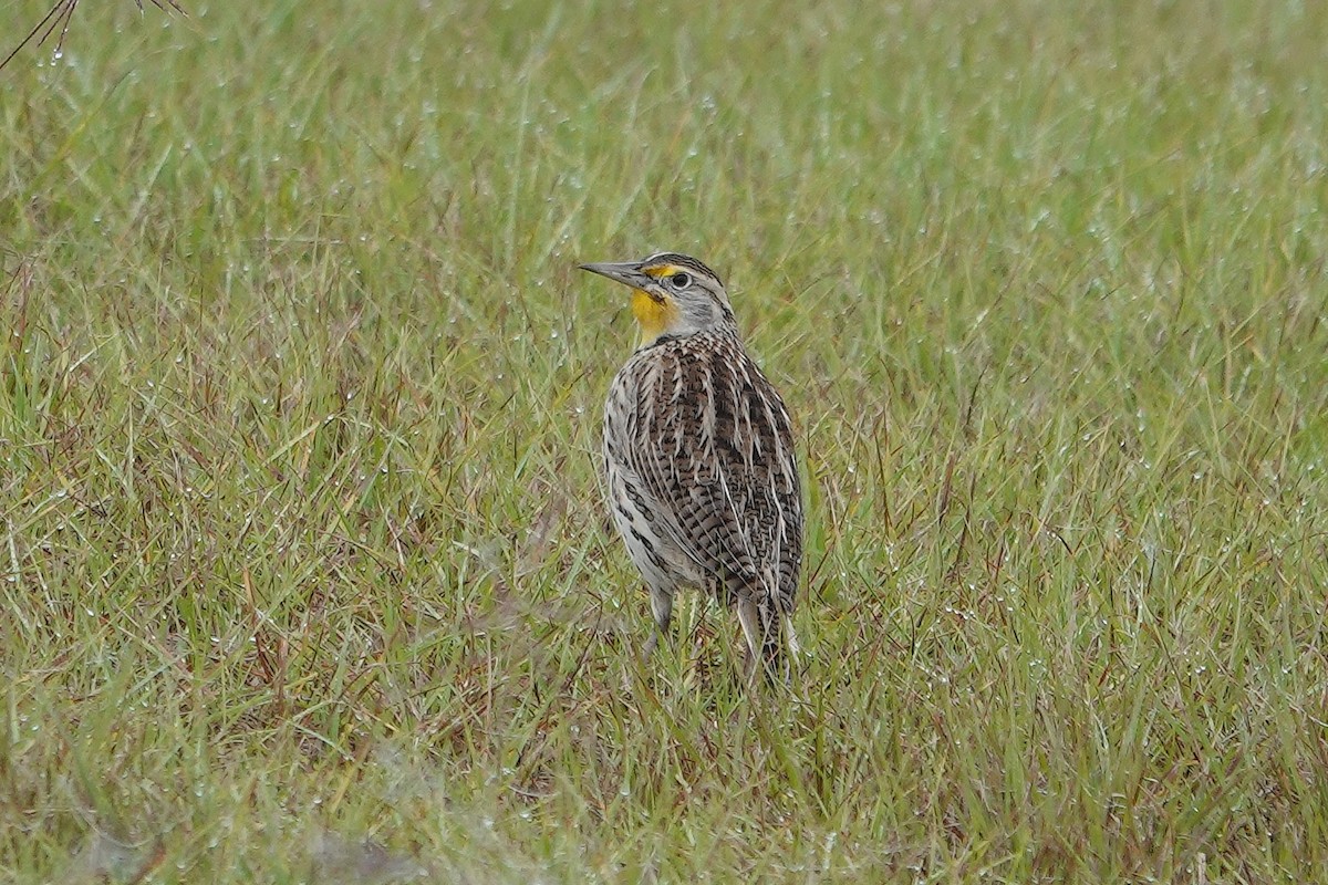 Western Meadowlark - ML646552299